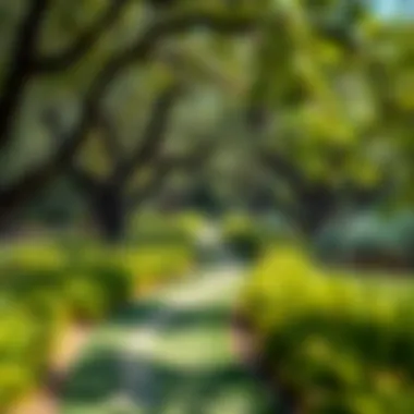 A serene park in Las Vegas showcasing lush greenery and tranquil pathways